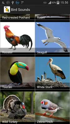 Bird Sounds android App screenshot 2