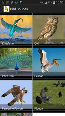 Bird Sounds android App screenshot 4