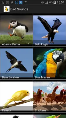 Bird Sounds android App screenshot 5